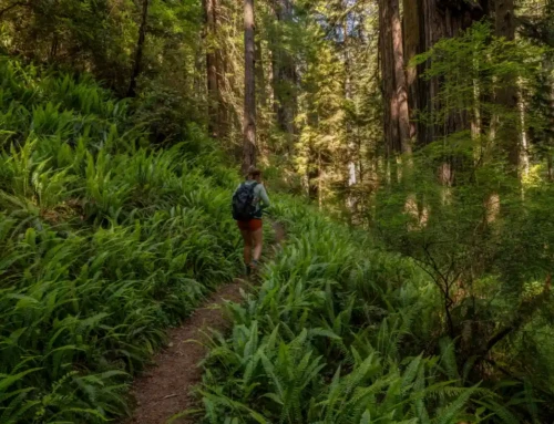 Redwood Decking vs Composite: A True Long-Term Cost Analysis