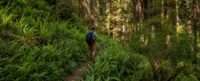 A hiker walking through a redwood forest.