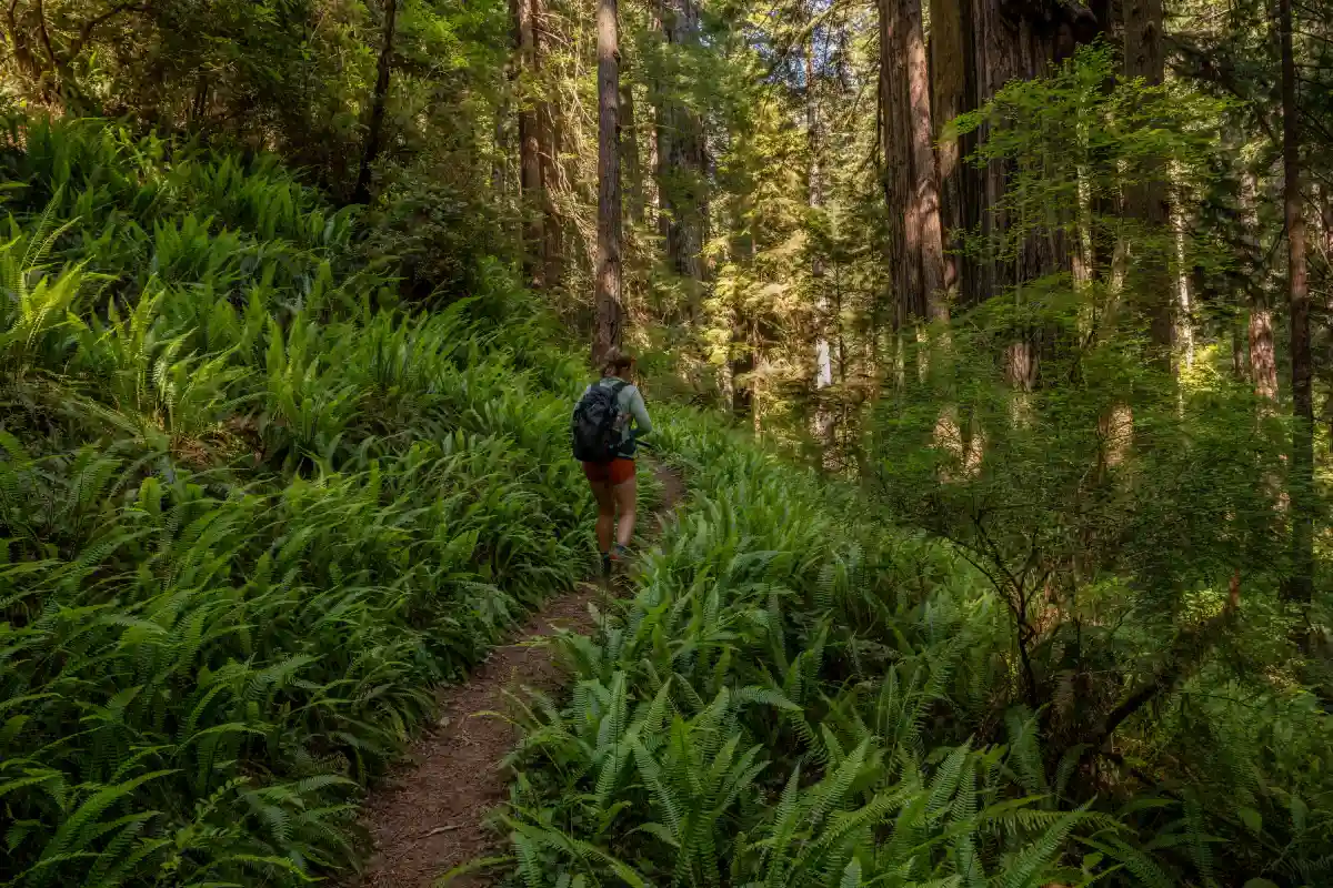 A hiker walking through a redwood forest.
