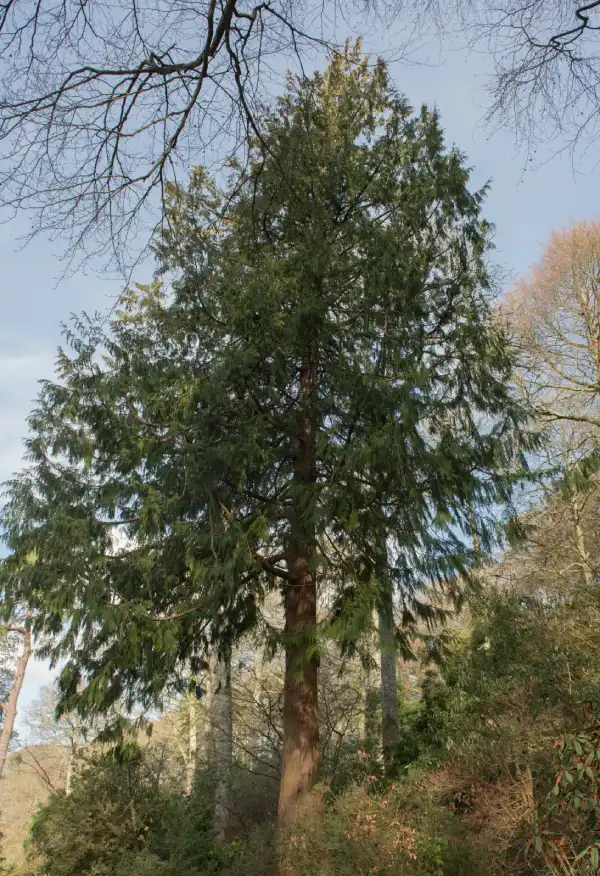 A tall Western Red Cedar growing on the side of a hill.