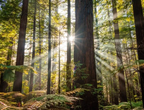 Redwood vs Cedar Siding: Choosing the Right Wood for Your Project