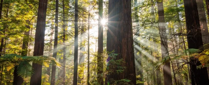 Sunlight shining down through a Redwood forest.