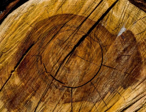 Heartwood vs Sapwood: Why the Grade of Your Redwood Decking Matters