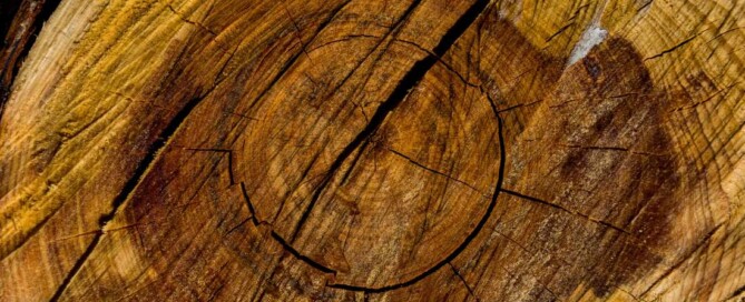 Heartwood
