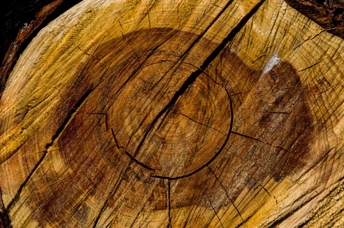 Heartwood