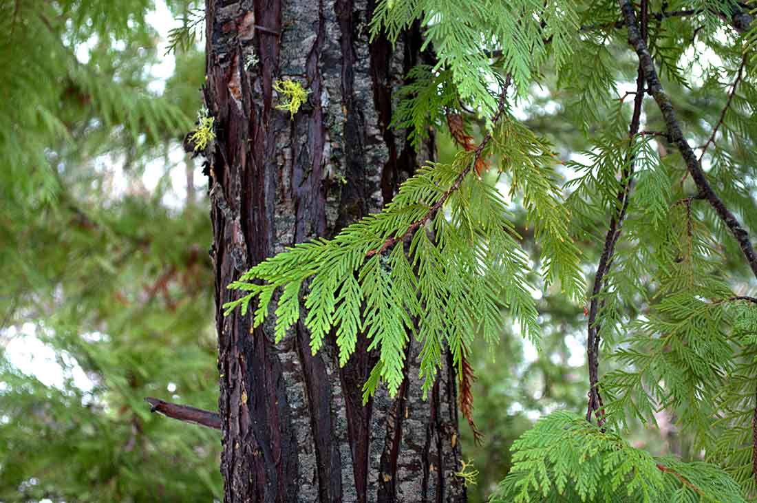 A closeup of the trunk of a cedar tree.