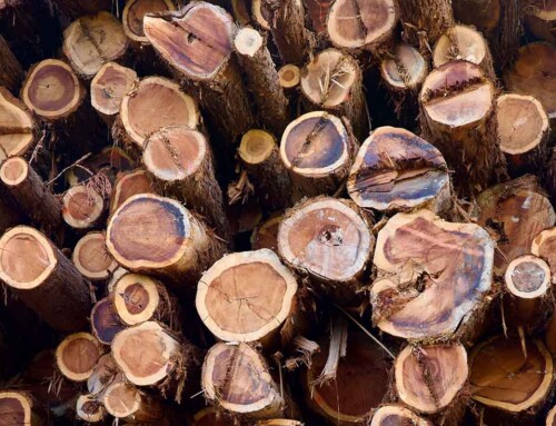 Cedar vs Redwood Fencing: Weighing Upfront Costs and Longevity