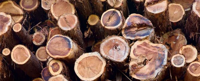 Freshly cut logs stacked with the rings visible.