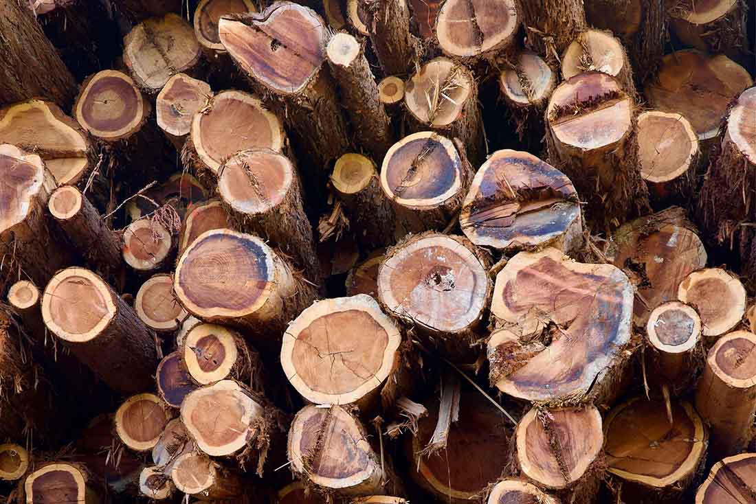 Freshly cut logs stacked with the rings visible.